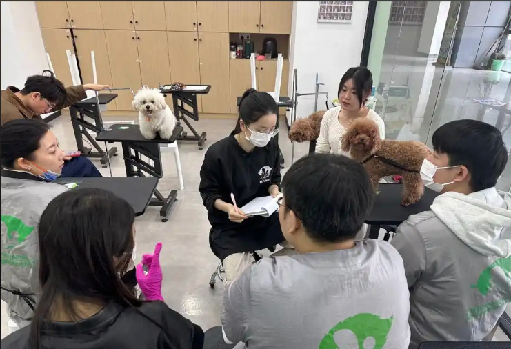 泉山区宠物美容宠物美容培训学校 - 价格